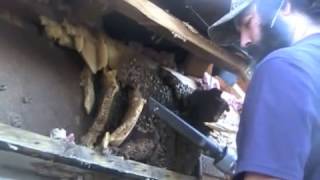 Demolition Bees - Mobile.m4v