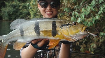 Bait Finesse Peacock Bass Game with the BONE Dash 50S and BONE Voyage BFS Travel Rod!