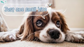 Mr Dog Just One Small Little Tiny Bite Please 我就吃這麼一小小塊就好了