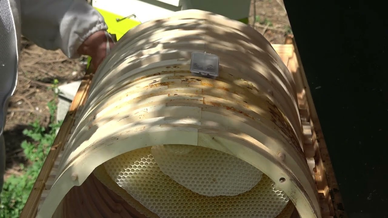 Un essaim d'abeilles dans la ruche "turque - slovaque!