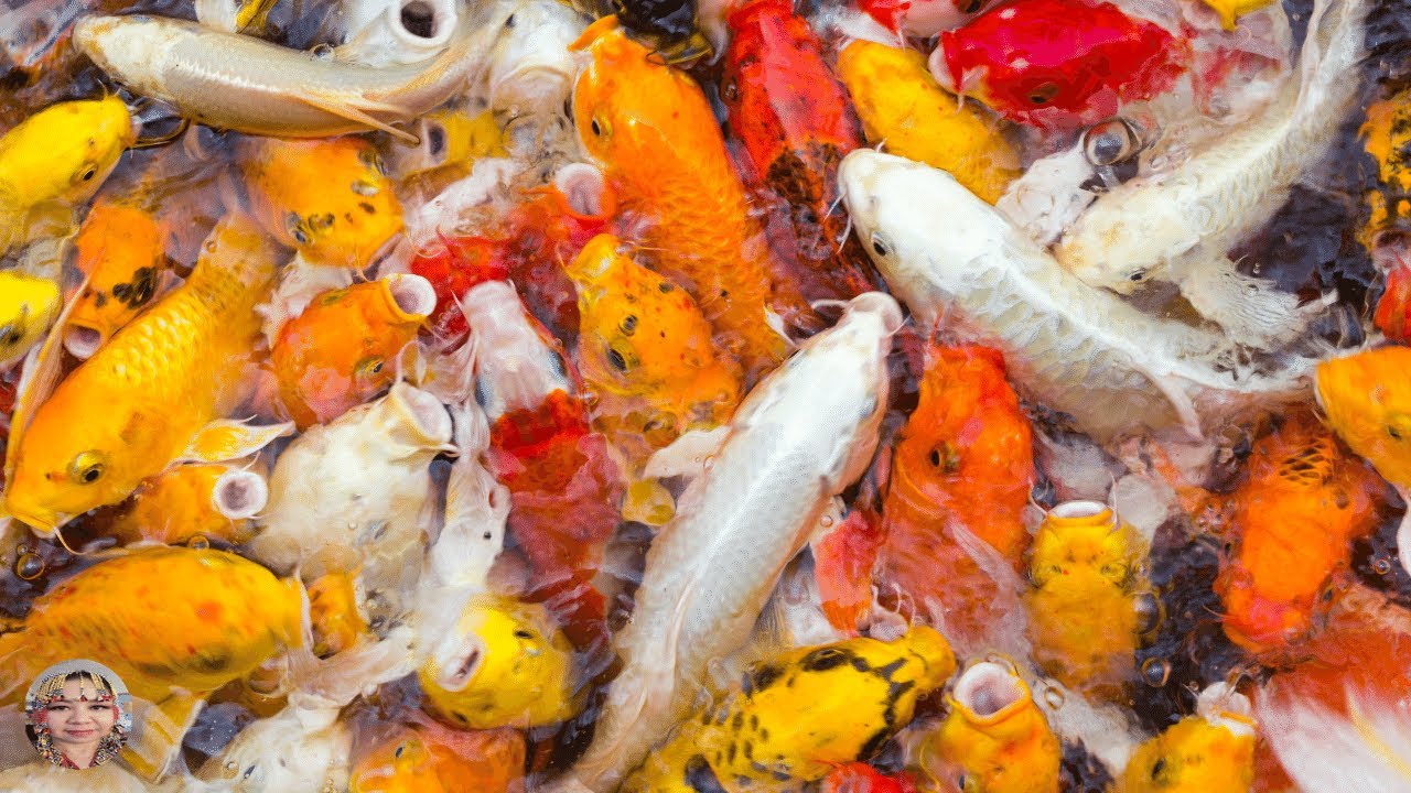 KOI FISH BOTTLE FEED KOI RELAXING SOOTHING MUSIC YouTube