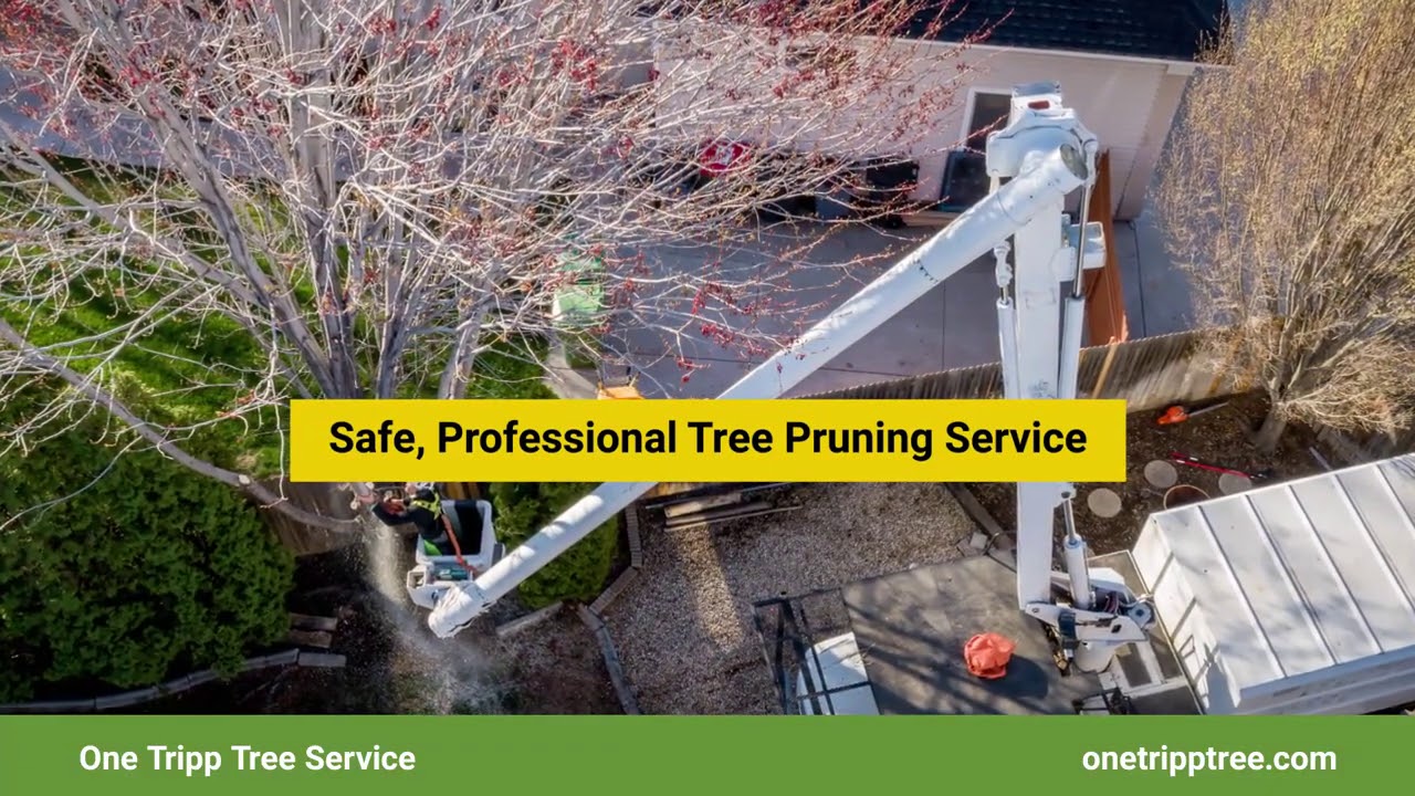 One Tripp Tree Service San Diego California 92121 YouTube