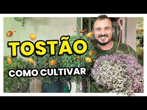 Vídeo: Cuidados da árvore do dinheiro em casa, plantio, reprodução, foto