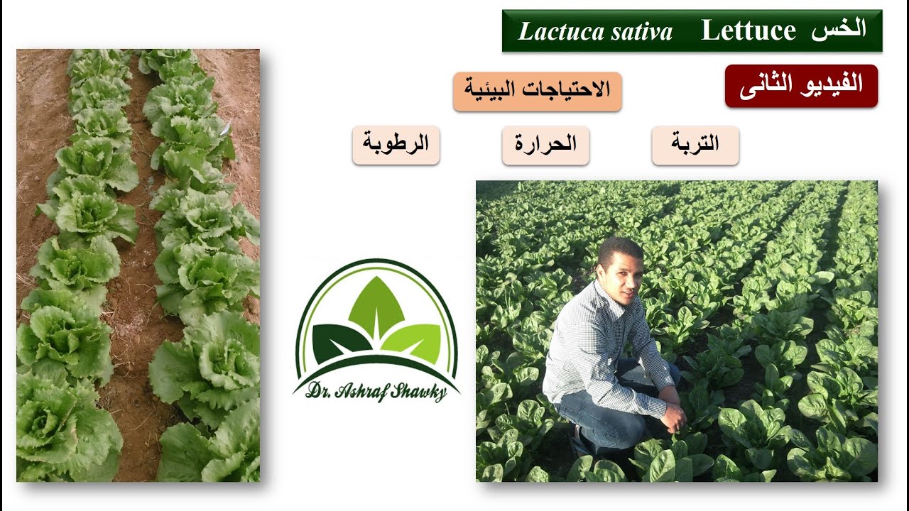 (117) الخس (2) | الاحتياجات البيئية (تربة وحرارة ورطوبة) | مقرر إنتاج خضر