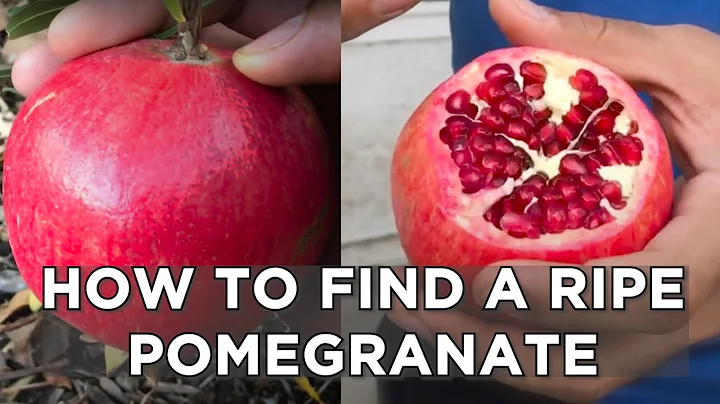 How to Tell If a Pomegranate is Ripe and Ready to Pick  - Backyard Orchard