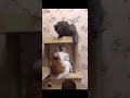 每天一个拆家小技巧 #萌宠出道计划 #拆家的猫