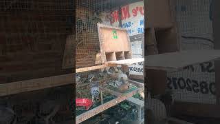 Kandang penerbang merpati pos jantan dan Betina