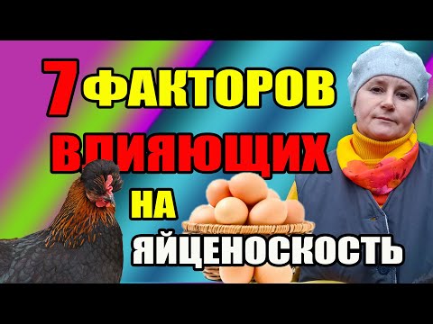 7 факторов ВЛИЯЮЩИХ на яйценоскость кур.