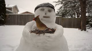 Snowman Feeder - Winter Birds - 10 Hours - Jan 11, 2021