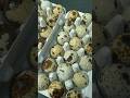 Interessantes Muster / besondere Wachteleier #shorts #quail #wachtelhaltung #quails #eggs #eier