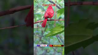 Yellow Warbler Cardinal in Toronto Canada Enjoy Nature