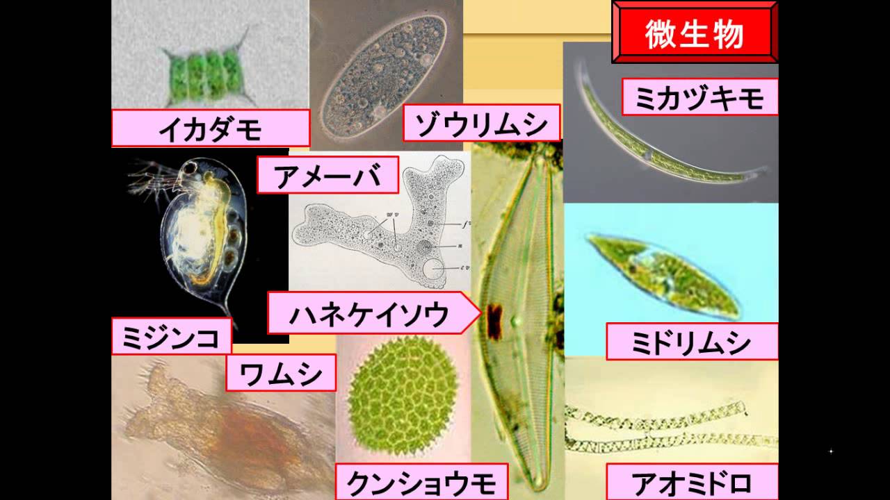 1 1 微生物の観察 Youtube