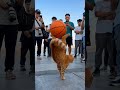 This Orange Cat Just Stole the Basketball Spotlight! 🏀😽🏀✨😽 #OrangeCat #Basketball fun #CutePetReels
