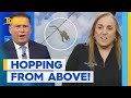 Wallaby winds up stuck on Bilpin Fruit Bowl roof | Today Show Australia