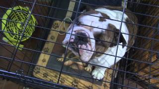 Video: For the love of bulldogs