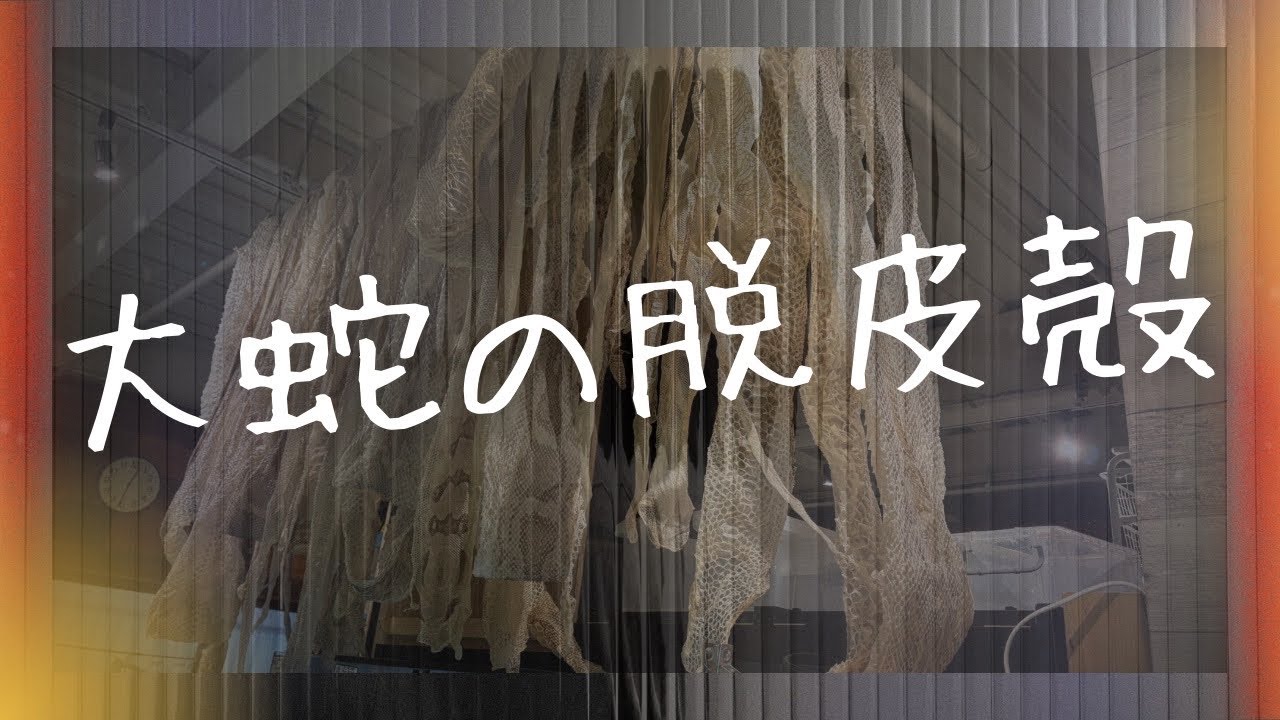 大蛇の脱皮殻コレクション