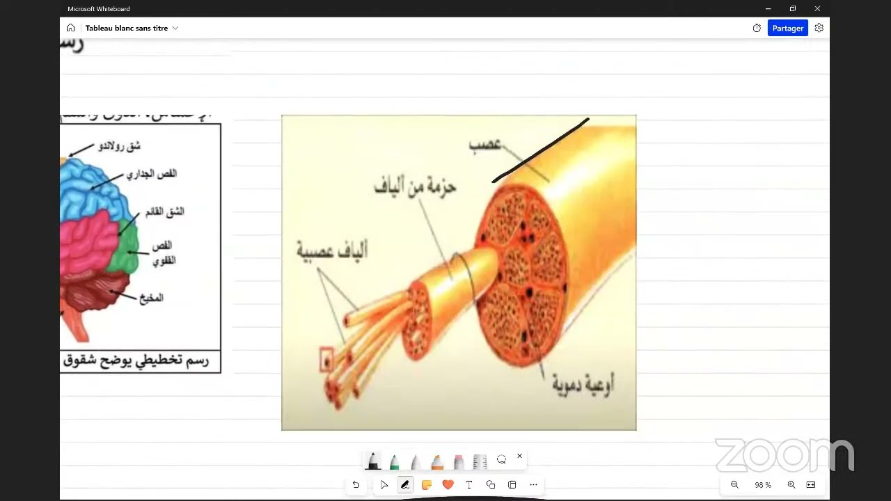 مراجعة العلوم النهائية الحصة الخامسة  س4م - الاتصال العصبي