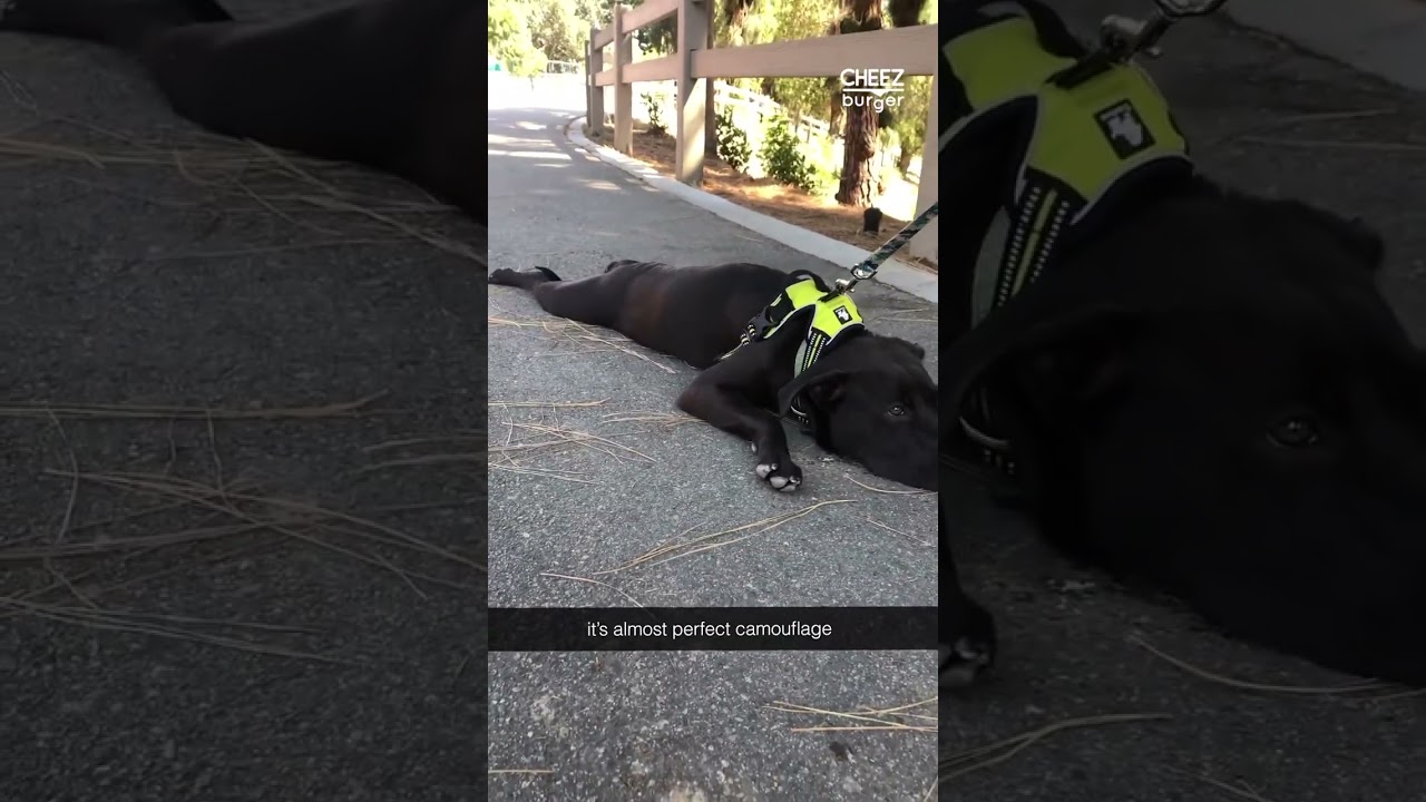 It’s truly amazing to see camouflage at work in nature