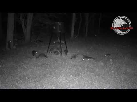 Raccoon Clan invaded