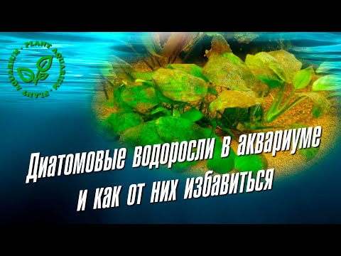 Видео: Диатомовые водоросли едят бактерии?