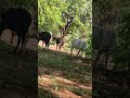 Ox