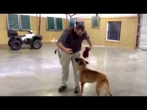 malinois pastor belga Retrieving