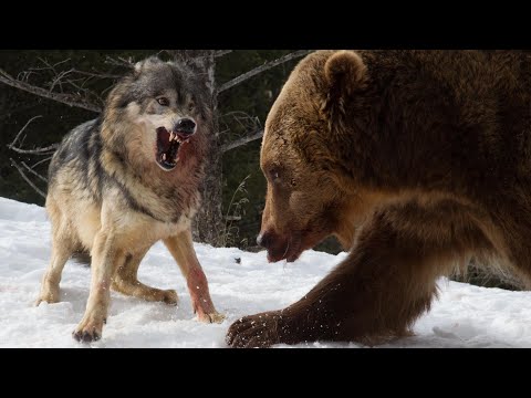 Wolf vs Grizzly Bear  | Wolves  Attack Bear in Yellowstone