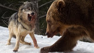 Wolf vs Grizzly Bear  | Wolves  Attack Bear in Yellowstone