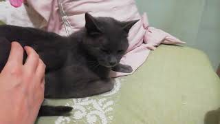 Korat cat waking me up in bed by Cat lover 429 views 7 months ago 2 minutes, 11 seconds