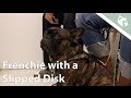 French Bulldog with a Slipped Disk Vlog 6 || Southeast Veterinary Neurology