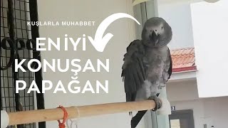 EN İYİ KONUŞAN PAPAĞAN / İnsan gibi konuşan papağan / KUŞLARLA MUHABBET / Jako /#papağanlar #parrots