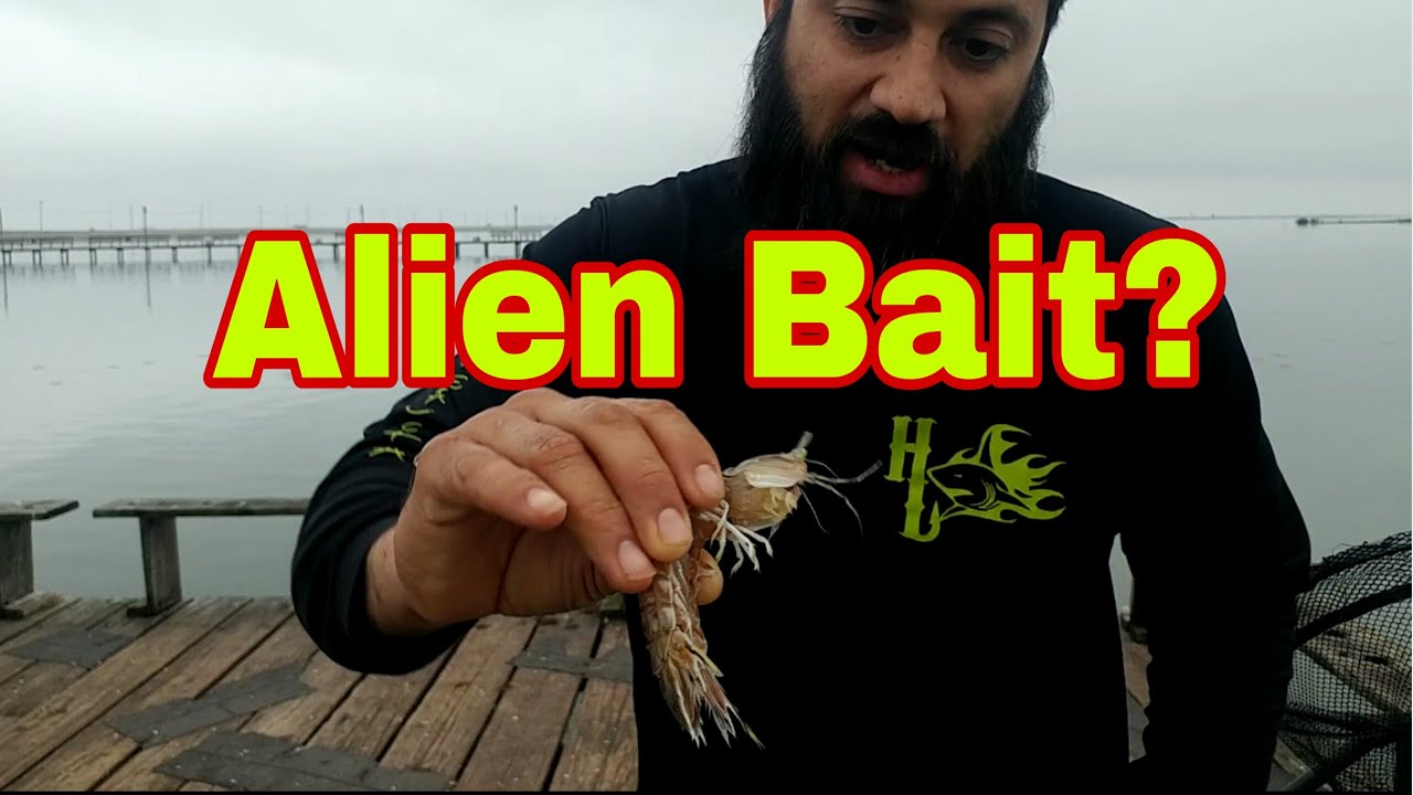 How to hook SeaLice or Mantis Shrimp for bait for drum fishing most  satisfying in case you missed it 