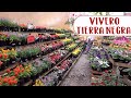 Tour por vivero Tierra Negra Bello│Candy Bu