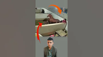 لم تهاجمه الأم بدافع الأذى بل بدافع الخوف على مهرتهاهاجمته لتبعده لا لتؤذيه اكسبلور Youtubeshort 