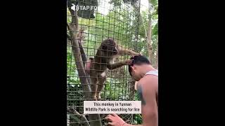 ASMR monkey grooming human