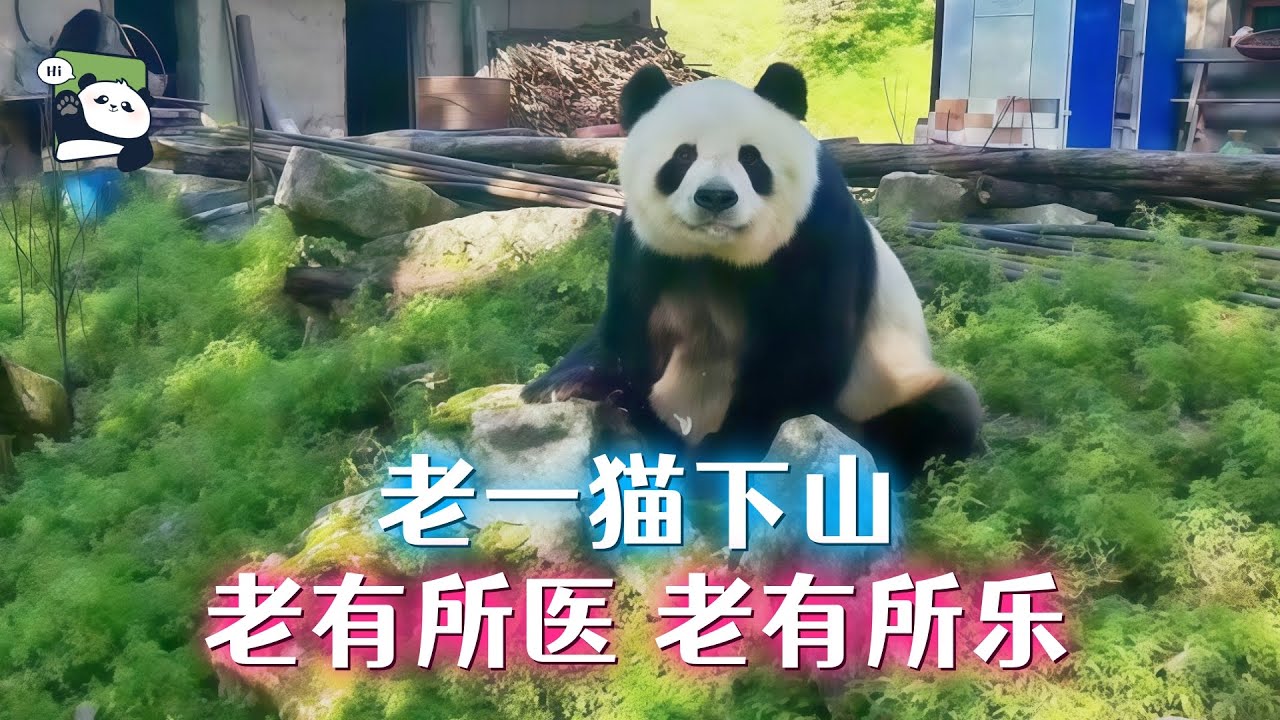 “一猫”老了，英雄迟暮不孤单，老年保健全跟上，七仔老爹乐呵呵