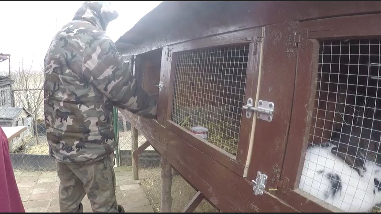 Sobotnie obowiązki w Hodowli Królików - luty