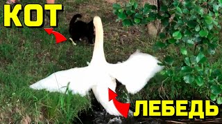 Лебеди нападают на кота защищая своих птенцов swans and cat