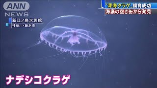 ナデシコクラゲの飼育成功　深海の空き缶から発見(2021年4月7日)