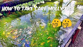 How to take care molly fish [ what is molly fish ]