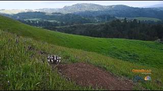 OpenRoad-The Secret Lives of Rare Wildlife