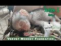 Baby orphan monkeys Oswald and Gio are doing well, 2 orphaned baby monkeys arrive plus 2 Bushbabies