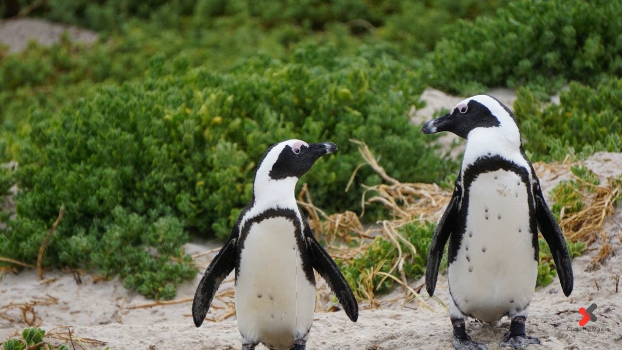 Top 10 Most Endangered Animals In Africa - YouTube