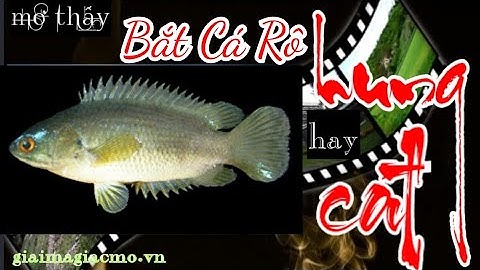 Mơ Thấy Bắt Được Cá Rô Đồng Cá Rô Phi☯ GiaiMaGiacMo.vn👁 Giải Mã Giấc Mơ  Bắt Được Cá Rô  ✅ CHÍNH XÁC