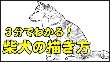 3分でわかる柴犬の描き方 絵の描き方 ー中学校の美術で使える動物スケッチの書き方のコツ 