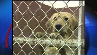Fate of Martin County Animal Shelter is uncertain