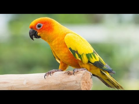 ΔΙΑΒΑΙΝΟΝΤΑΣ ΤΗΝ ΑΝΟΠΑΙΑ ΑΤΡΑΠΟ 2025 ΕΠ.174 SUN CONURE ΑΤΛΑΣ 3/Ι ΕΠΙΣΚΟΠΗΣΗ ΚΑΙ Η ΑΝΑΦΟΡΑ ΤΟΥ ΟΜΗΡΟΥ