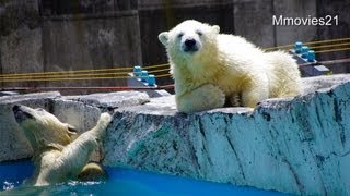 魚に向かってダイブするこぐま