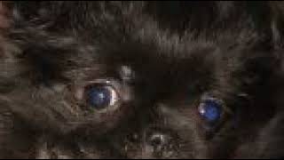 Canon Pachelbel On Clp675