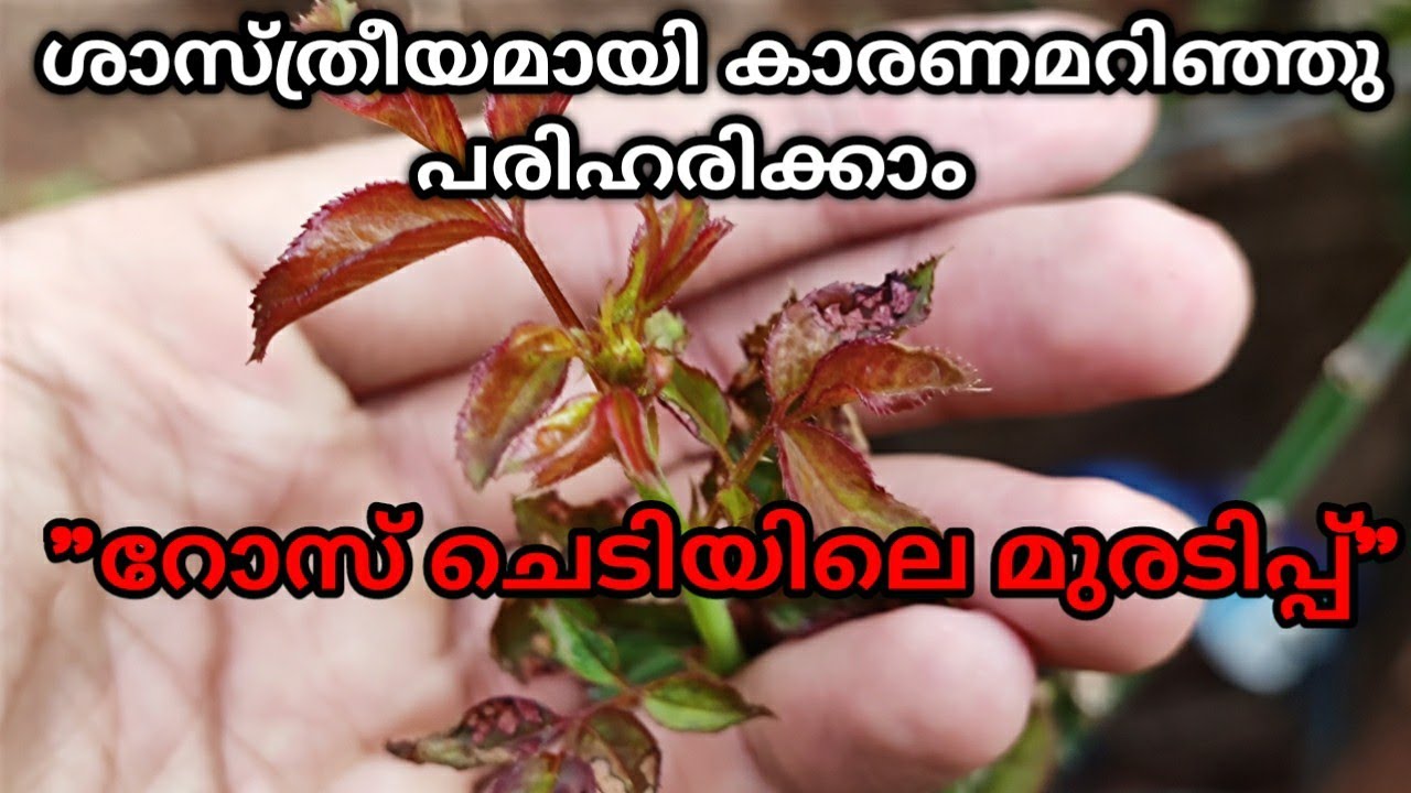 റോസ് ചെടികളുടെ മുരടിപ്പും രോഗവും തിരിച്ചറിഞ്ഞ് പരിഹരിക്കാം #ബഡ്റോസ് #kitchenmystery #റോസിലെമുരടിപ്പ്